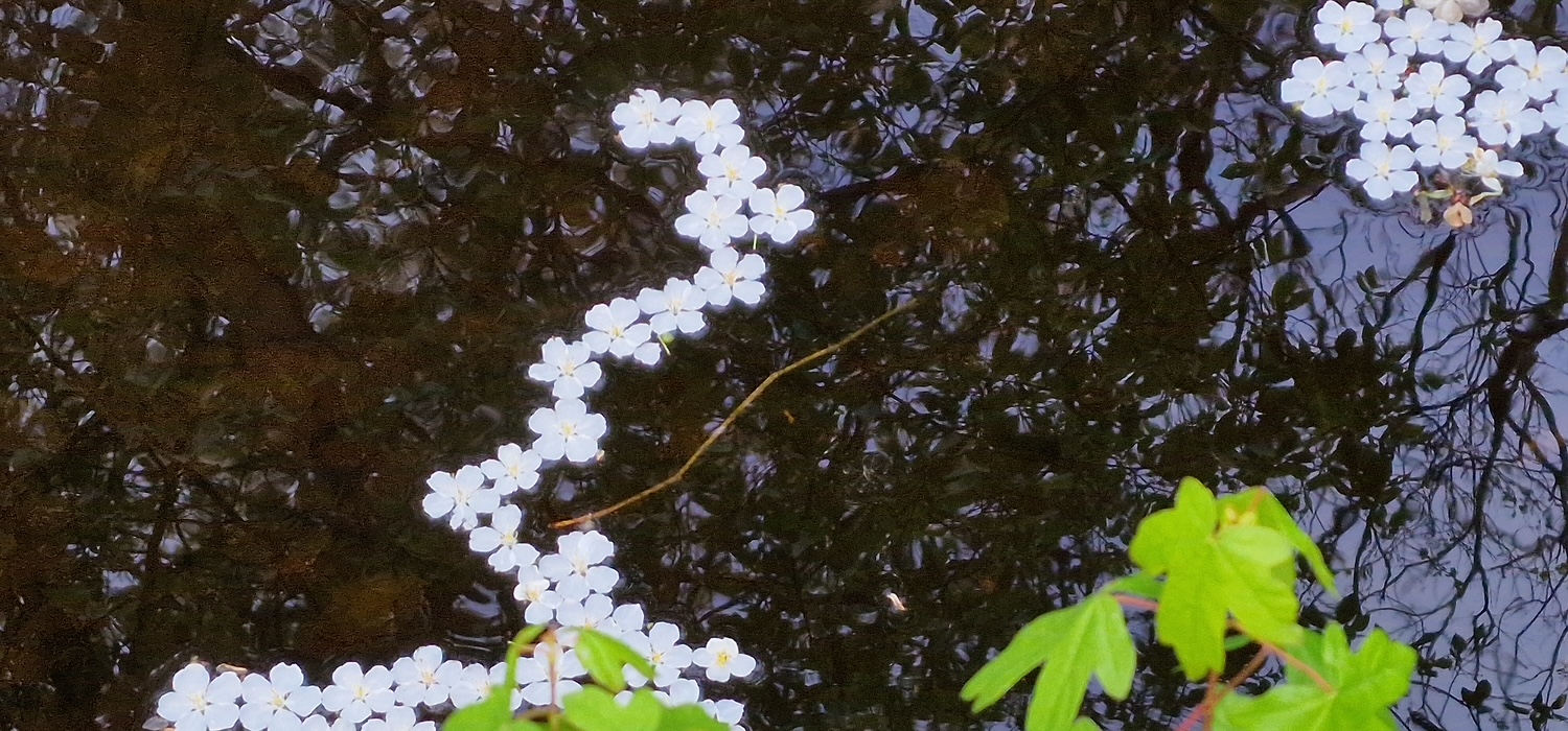 Zen.nl, Zen, meditatie, leren mediteren, foto